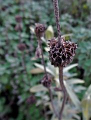 Phlomis fruticosa