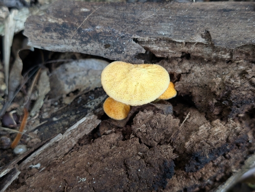 Cyptotrama asprata observed 2026-02-01