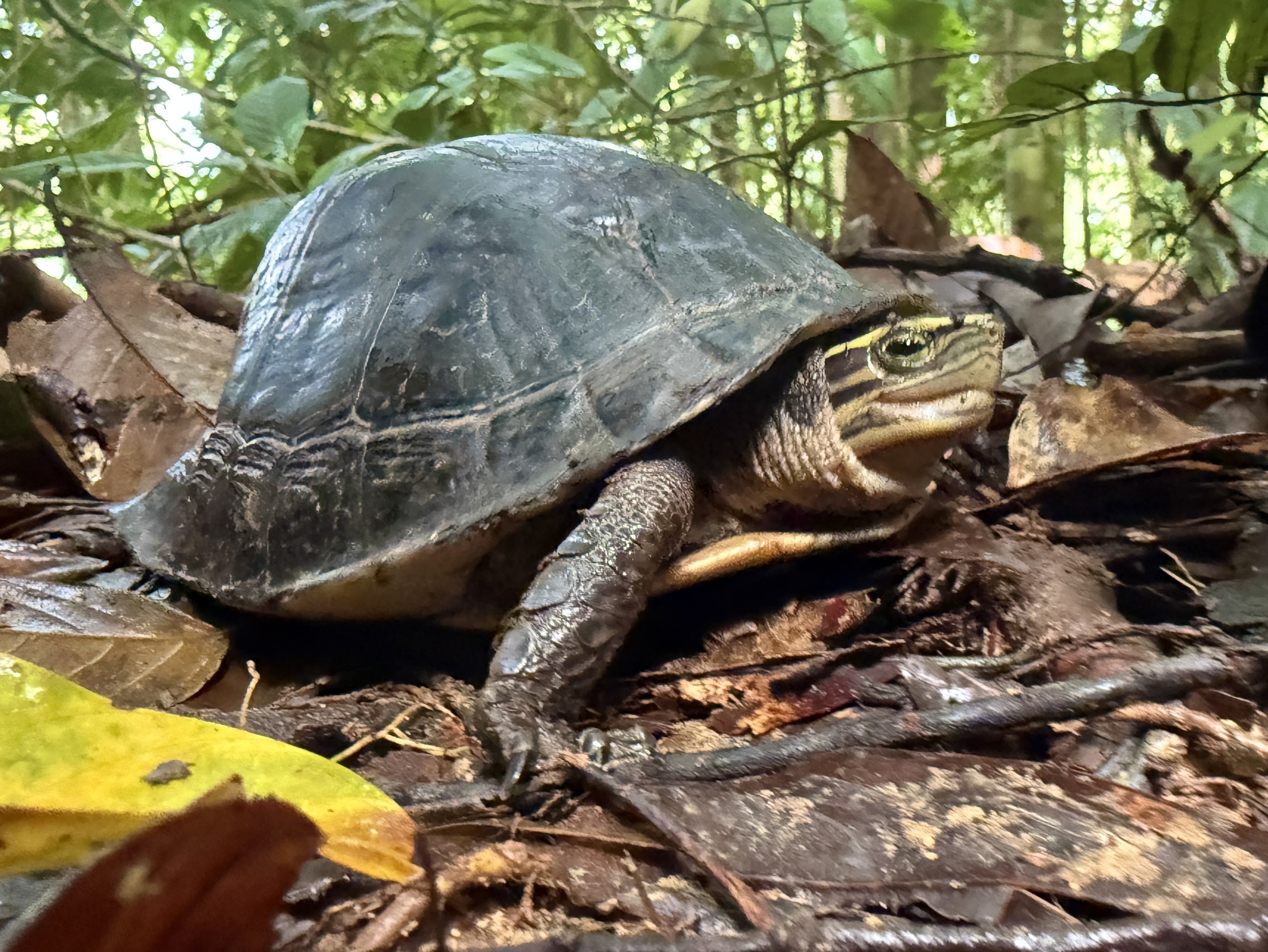 Myanmar Box Turtle, Cuora lineata