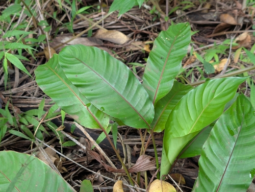 Dwarf jamaican heliconia