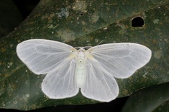 Genusa bigutta