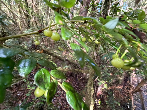 Luzuriaga polyphylla, photograph 5