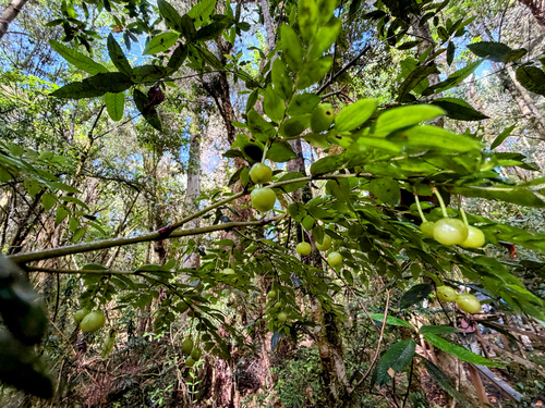Luzuriaga polyphylla, photograph 6