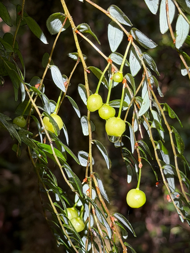Luzuriaga polyphylla, photograph 4