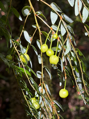 Luzuriaga polyphylla, photograph (c) Cody Hinchliff, some rights reserved (CC BY)