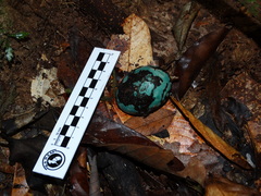 Tinamiformes