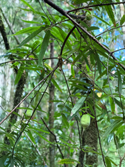 Crinodendron hookerianum, photograph (c) Cody Hinchliff, some rights reserved (CC BY)