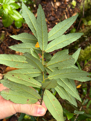 Crinodendron hookerianum, photograph (c) Cody Hinchliff, some rights reserved (CC BY)