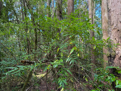 Crinodendron hookerianum, photograph (c) Cody Hinchliff, some rights reserved (CC BY)