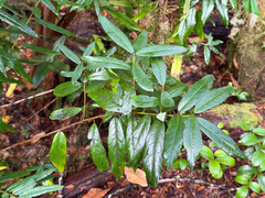 Crinodendron hookerianum, photograph (c) Cody Hinchliff, some rights reserved (CC BY)