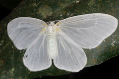 Genusa bigutta