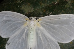 Genusa bigutta