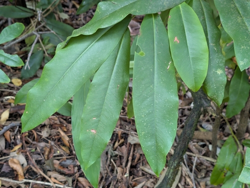 Diospyros blancoi observed 2026-02-01