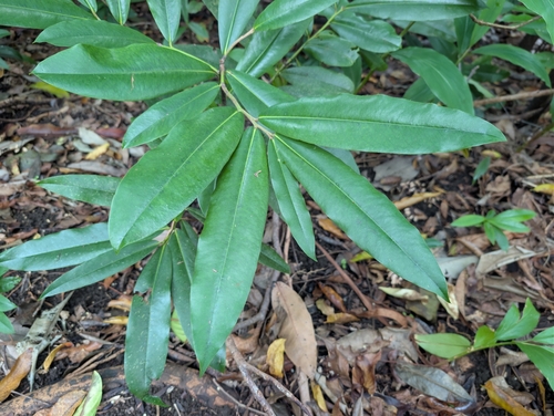 Diospyros blancoi observed 2026-02-01