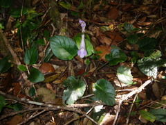 Primulina scutellifolia