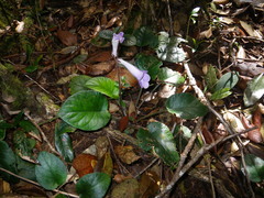 Primulina scutellifolia