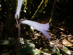 Primulina scutellifolia