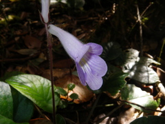 Primulina scutellifolia