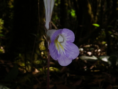 Primulina scutellifolia