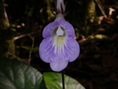 Primulina scutellifolia