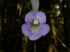 Primulina scutellifolia