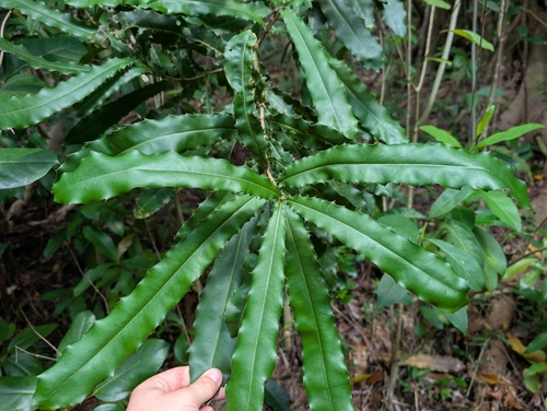 Macadamia tetraphylla, photograph 2