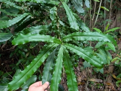 Macadamia tetraphylla, photograph author not stated, no rights reserved