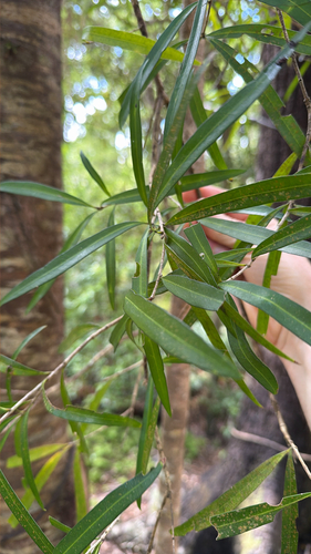 Notelaea neolanceolata, photograph 6
