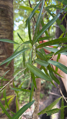 Notelaea neolanceolata, photograph Christopher Hynes, CC BY, iNaturalist via GBIF