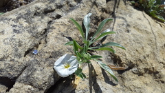 Convolvulus lineatus