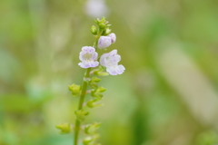 Mosla dianthera
