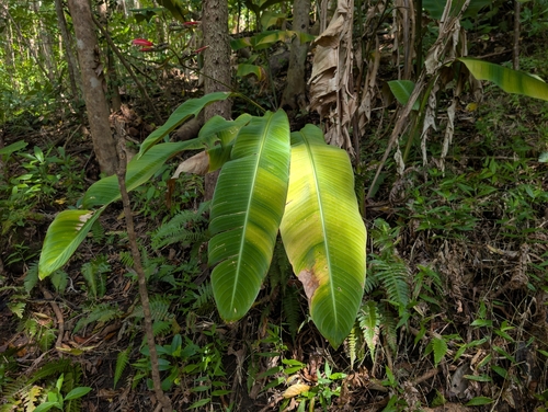 shining false bird-of-paradise (Heliconia metallica)
