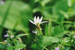 Lobelia chinensis