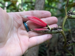 Heliconia metallica, photograph author not stated, no rights reserved