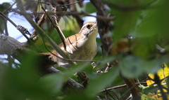 Thryophilus rufalbus