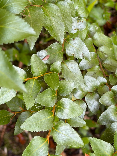 Nothofagus nitida, photograph 2