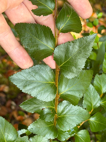 Nothofagus nitida, photograph 3