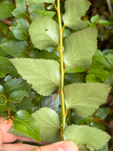 Nothofagus nitida, photograph 4