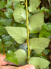 (c) Cody Hinchliff, some rights reserved (CC BY) Nothofagus nitida, photograph (c) Cody Hinchliff, some rights reserved (CC BY)