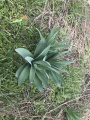 Eremurus spectabilis