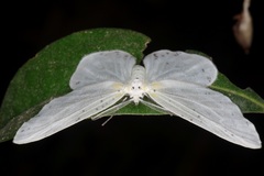 Genusa