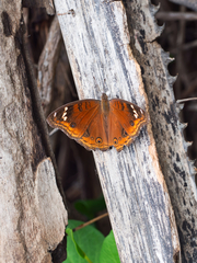 Junonia timorensis