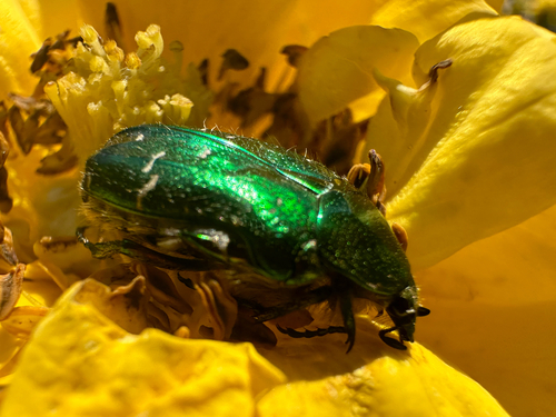 Goldglänzender Rosenkäfer