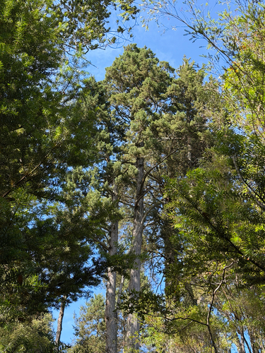 Fitzroya cupressoides, photograph 5