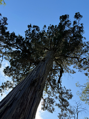 Fitzroya cupressoides, photograph (c) Cody Hinchliff, some rights reserved (CC BY)