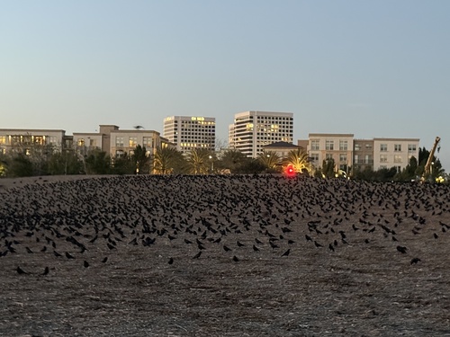 iNaturalist observation photo of American Crow