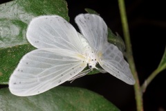 Genusa