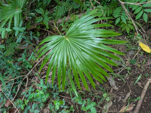 Livistona chinensis observed 2026-02-01