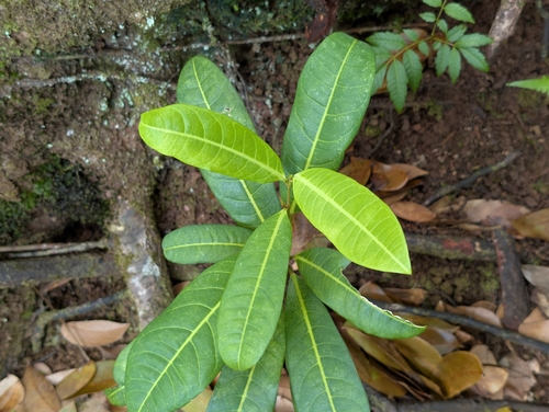 Madagascar Olive (Noronhia emarginata)