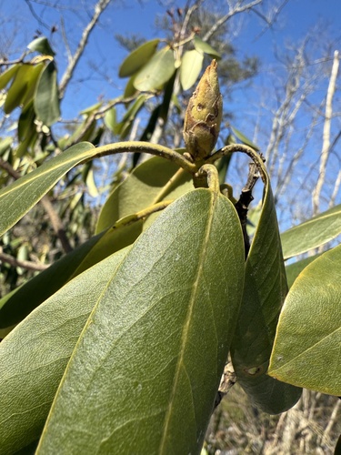 Catawba rhododendron